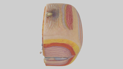 3D model Human Retinal Layers Model VR / AR / low-poly