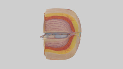3D model Human Retinal Layers Model VR / AR / low-poly