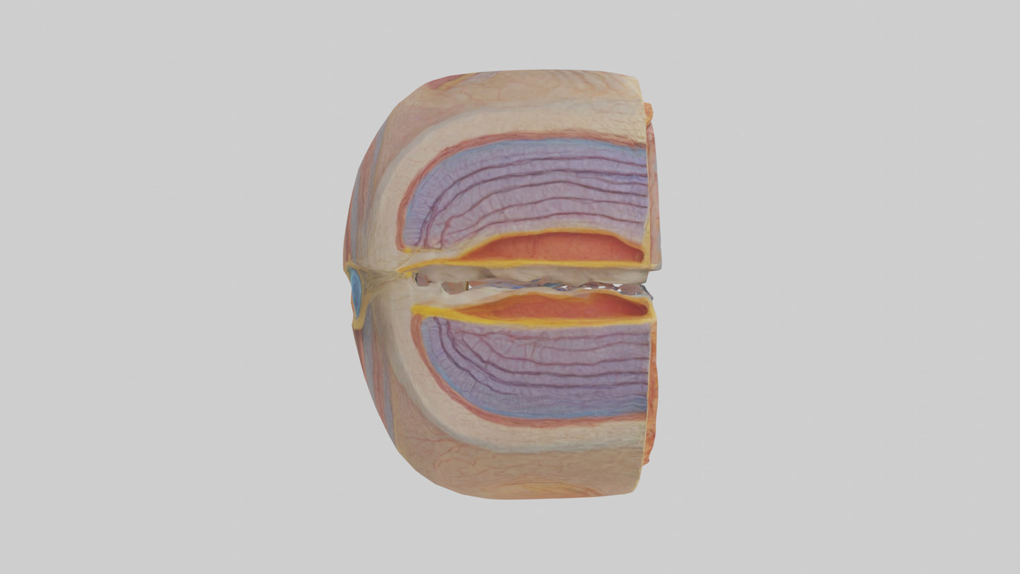 3D model Human Retinal Layers Model VR / AR / low-poly