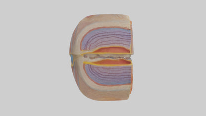 3D model Human Retinal Layers Model VR / AR / low-poly