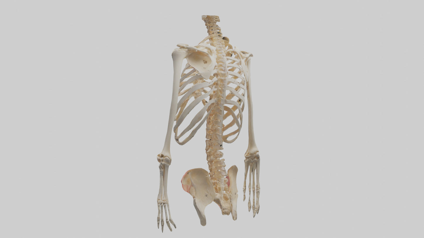 3D model Human Ribcage Model VR / AR / low-poly