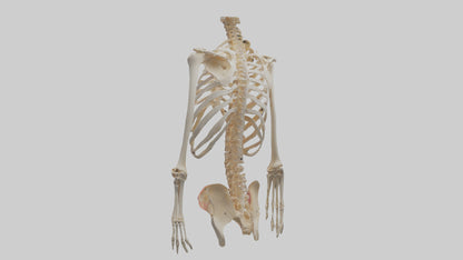 3D model Human Ribcage Model VR / AR / low-poly