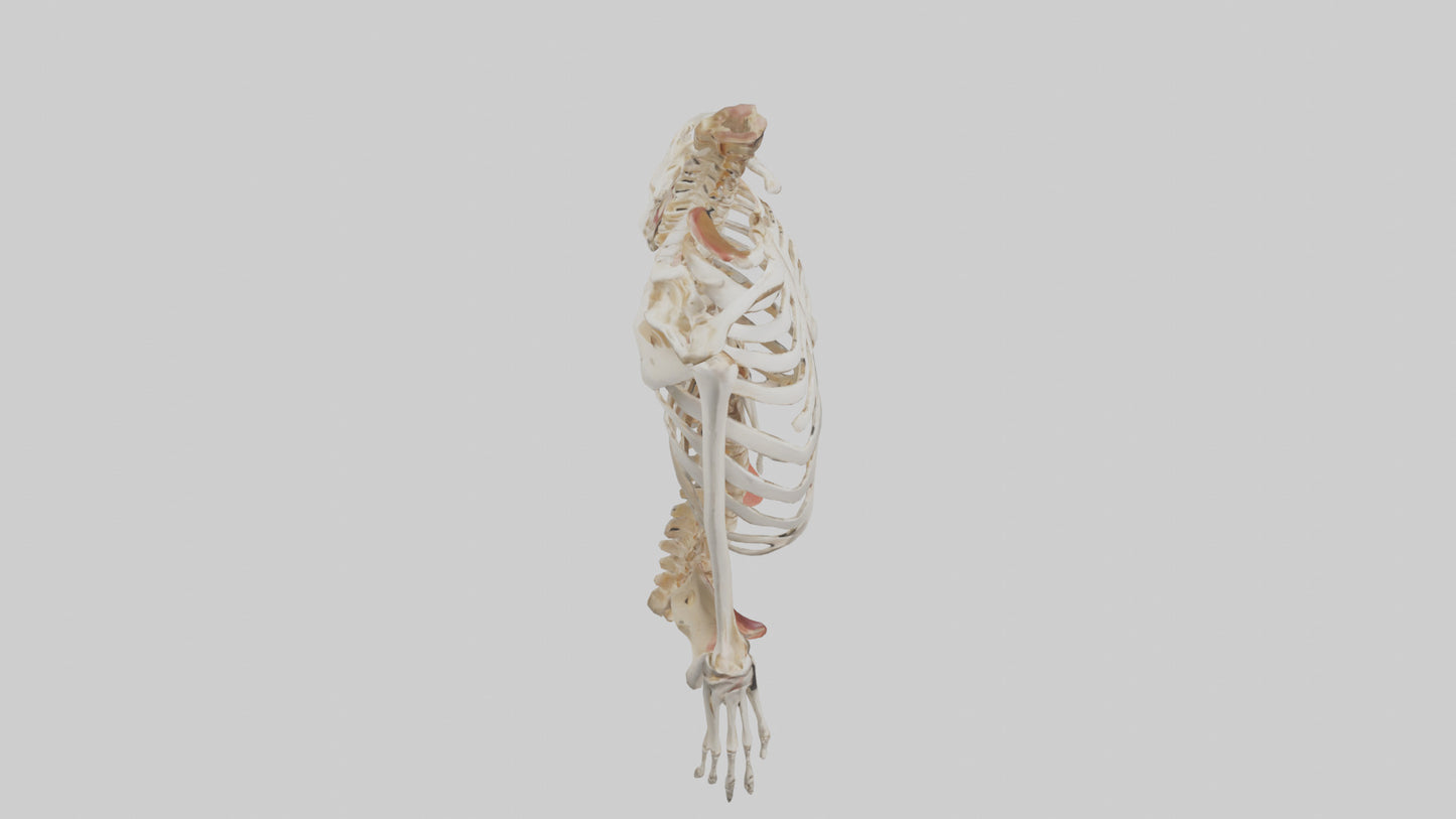 3D model Human Ribcage Model VR / AR / low-poly