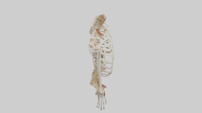 3D model Human Ribcage Model VR / AR / low-poly