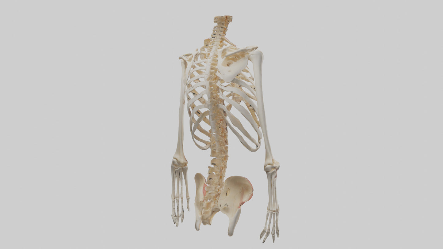 3D model Human Ribcage Model VR / AR / low-poly