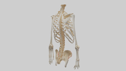 3D model Human Ribcage Model VR / AR / low-poly