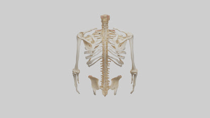 3D model Human Ribcage Model VR / AR / low-poly