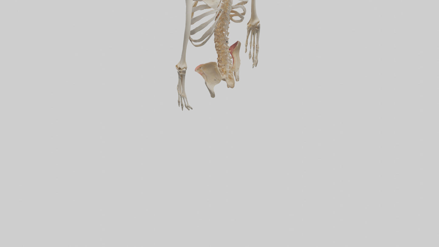 3D model Human Ribcage Model VR / AR / low-poly