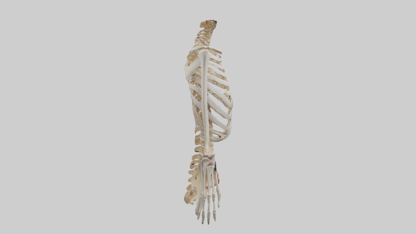 3D model Human Ribcage Model VR / AR / low-poly