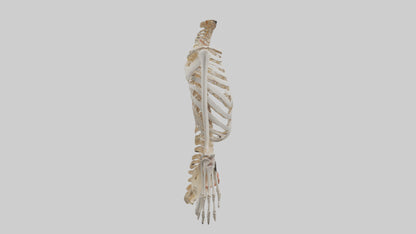 3D model Human Ribcage Model VR / AR / low-poly