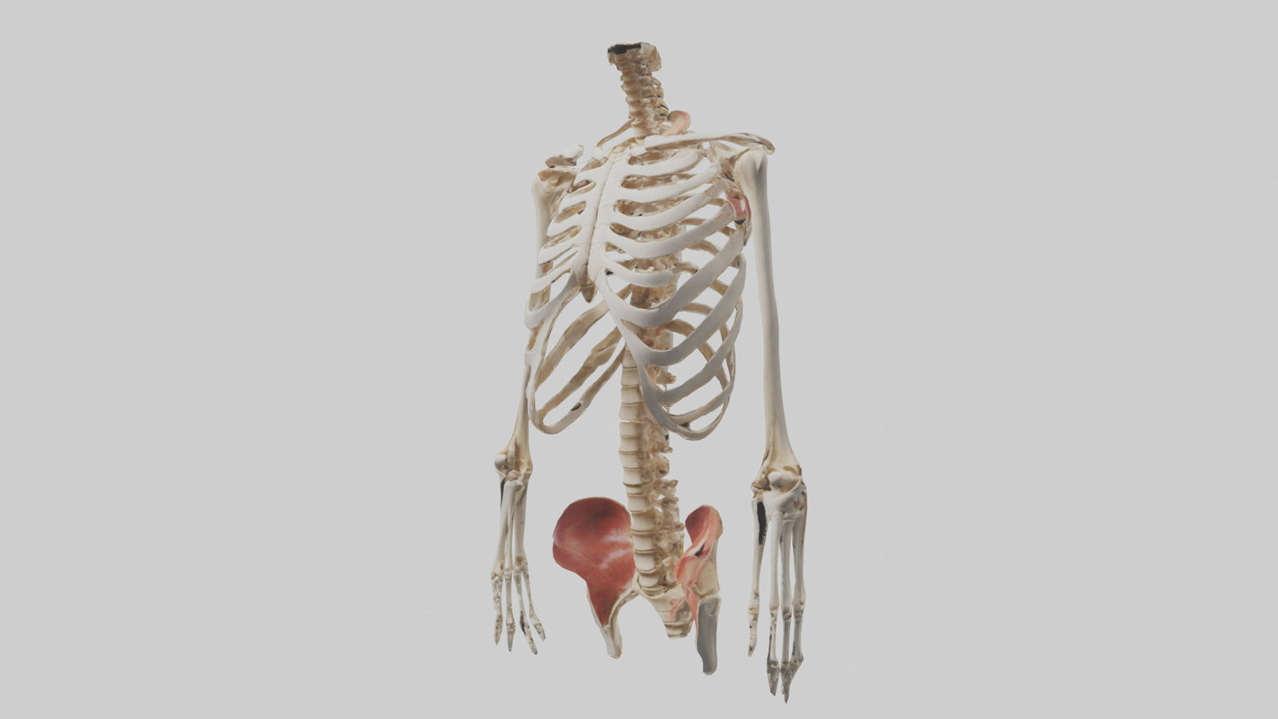 3D model Human Ribcage Model VR / AR / low-poly