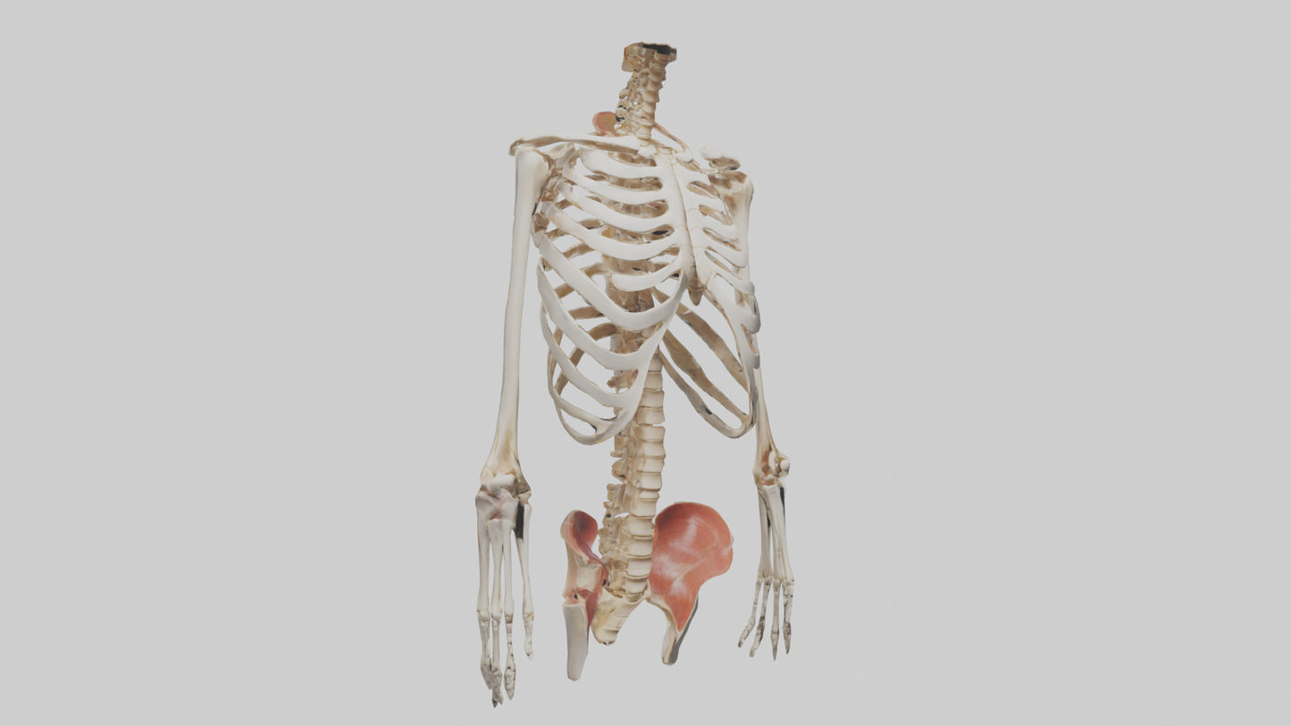 3D model Human Ribcage Model VR / AR / low-poly