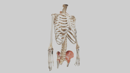 3D model Human Ribcage Model VR / AR / low-poly