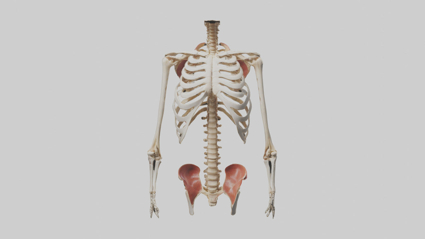 3D model Human Ribcage Model VR / AR / low-poly