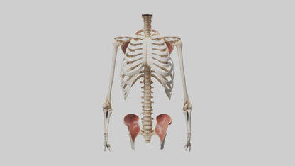 3D model Human Ribcage Model VR / AR / low-poly