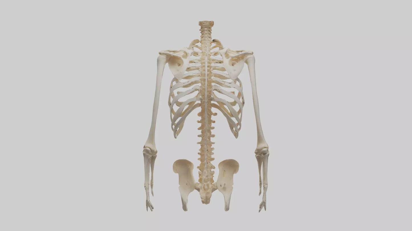 3D model Human Ribcage Model VR / AR / low-poly