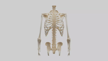 3D model Human Ribcage Model VR / AR / low-poly