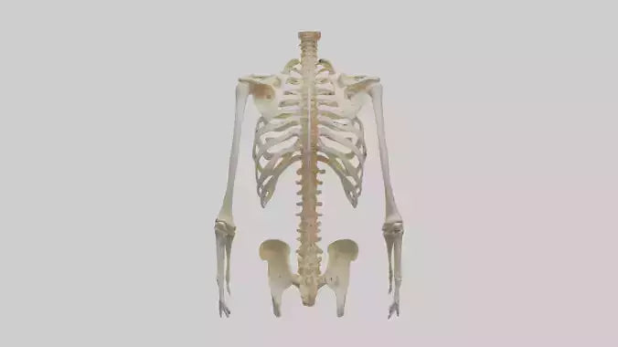 3D model Human Ribcage Model VR / AR / low-poly