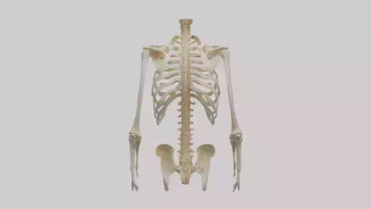 3D model Human Ribcage Model VR / AR / low-poly