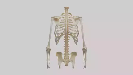 3D model Human Ribcage Model VR / AR / low-poly