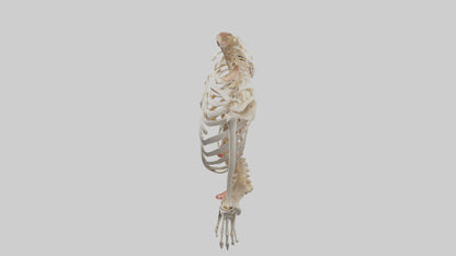 3D model Human Ribcage Model VR / AR / low-poly