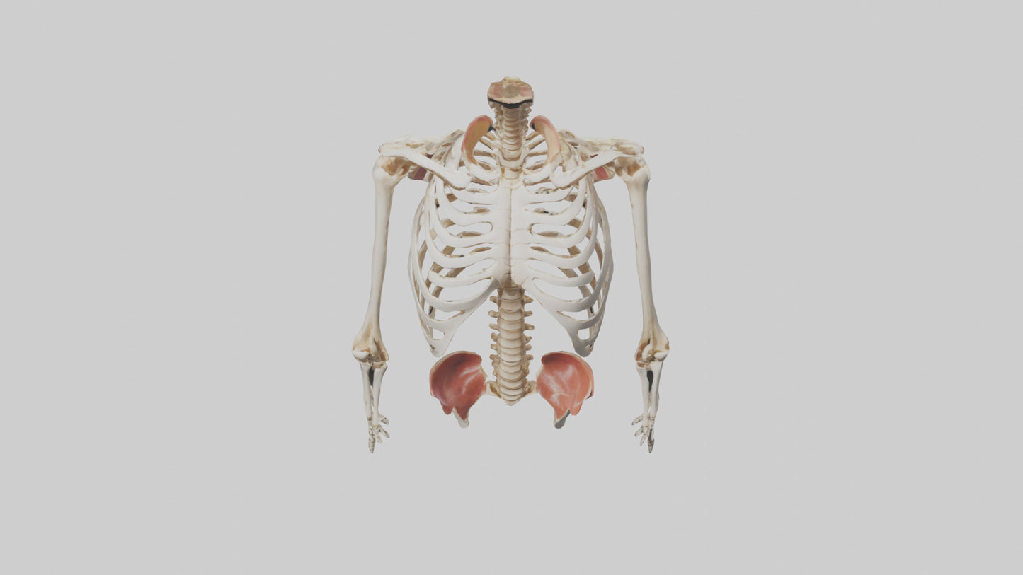 3D model Human Ribcage Model VR / AR / low-poly