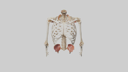 3D model Human Ribcage Model VR / AR / low-poly