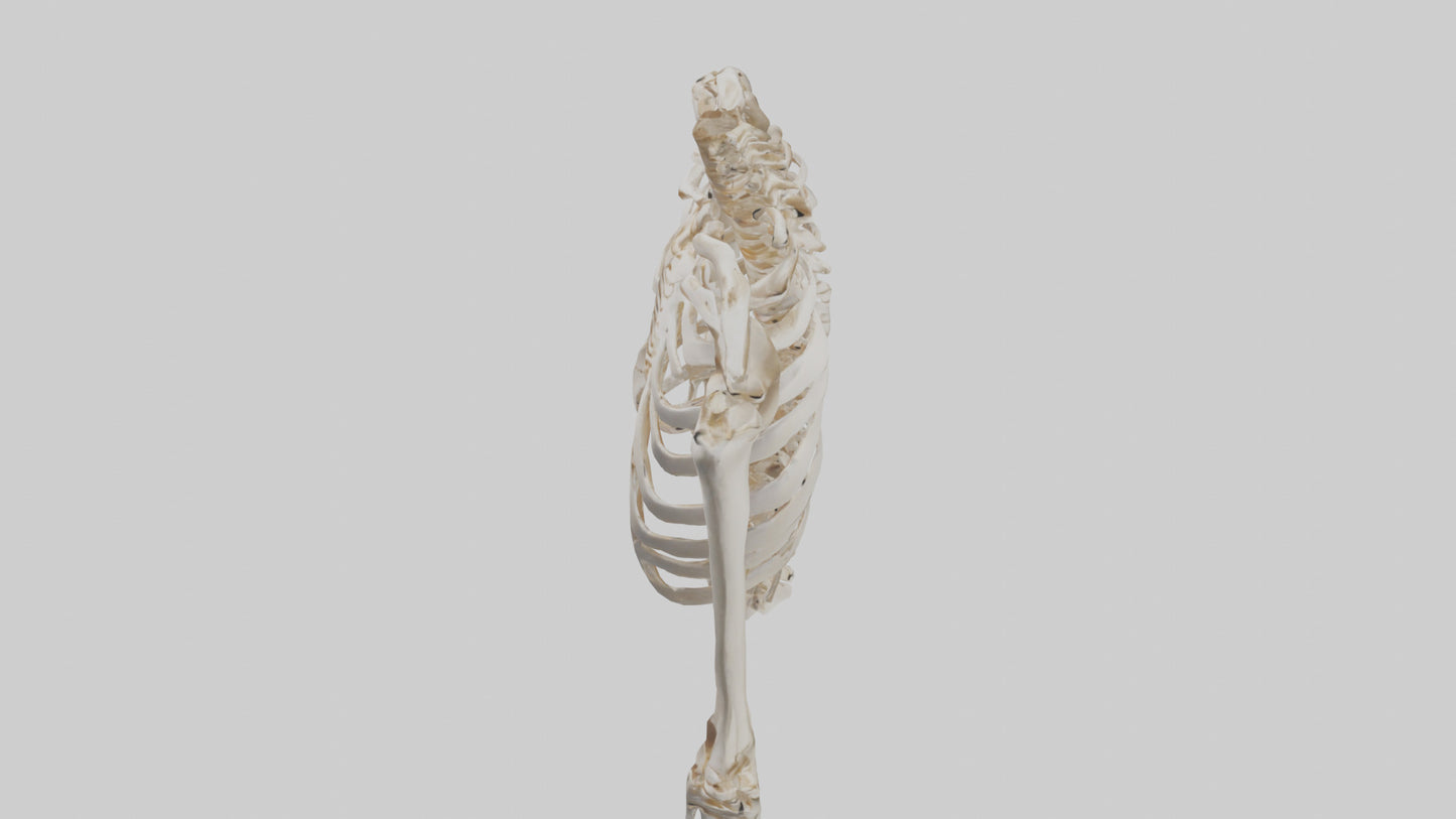 3D model Human Ribcage Skeleton model VR / AR / low-poly