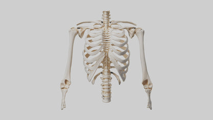 3D model Human Ribcage Skeleton model VR / AR / low-poly
