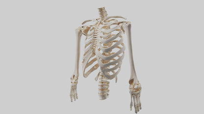 3D model Human Ribcage Skeleton model VR / AR / low-poly