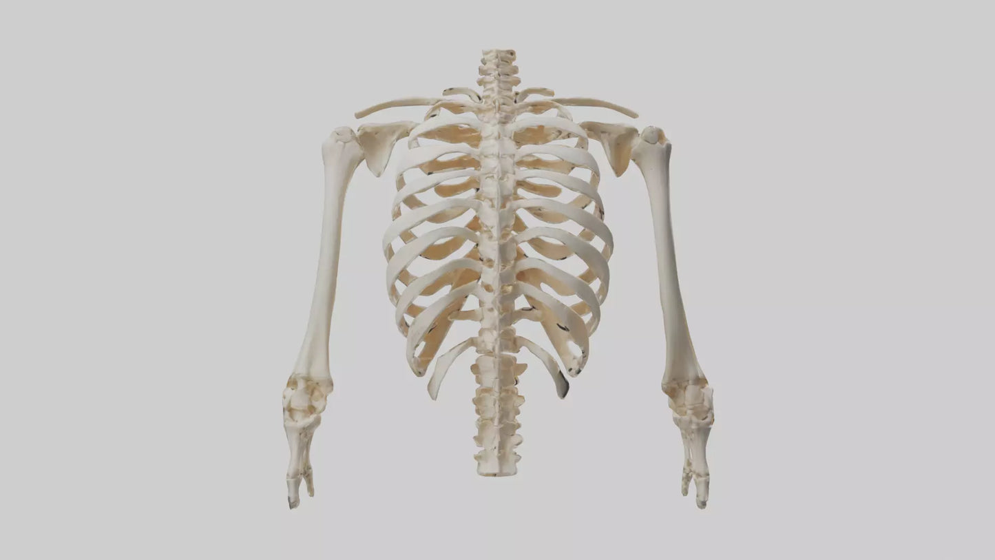 3D model Human Ribcage Skeleton model VR / AR / low-poly