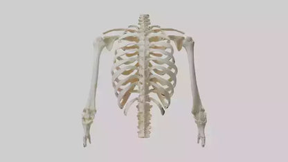 3D model Human Ribcage Skeleton model VR / AR / low-poly