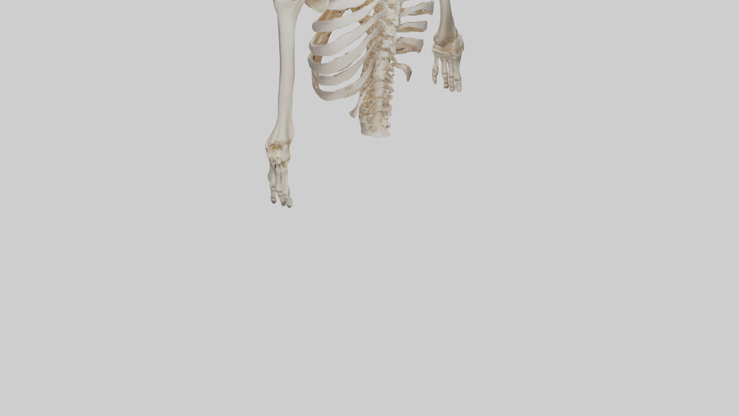 3D model Human Ribcage Skeleton model VR / AR / low-poly