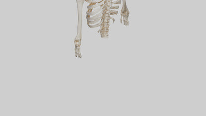 3D model Human Ribcage Skeleton model VR / AR / low-poly