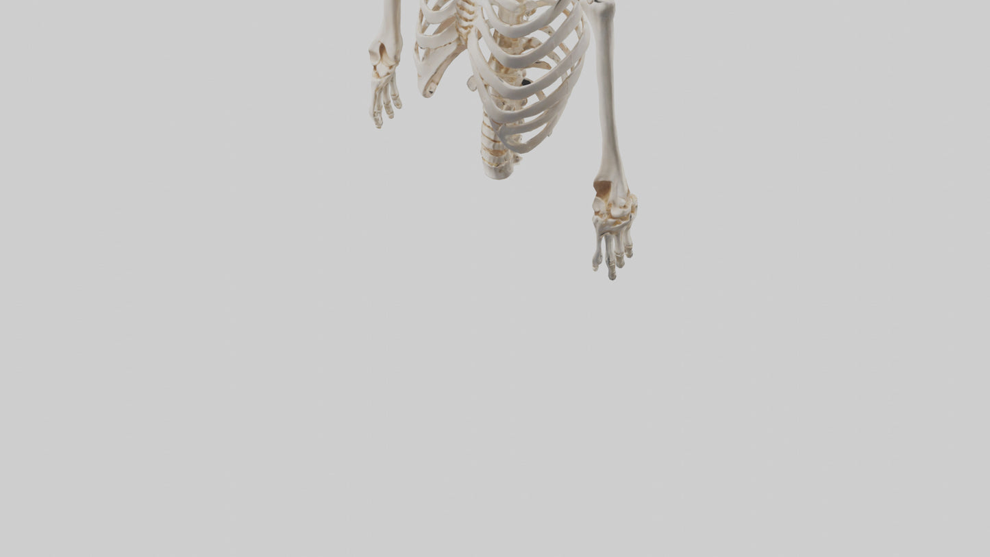 3D model Human Ribcage Skeleton model VR / AR / low-poly
