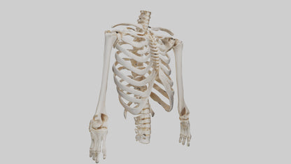 3D model Human Ribcage Skeleton model VR / AR / low-poly