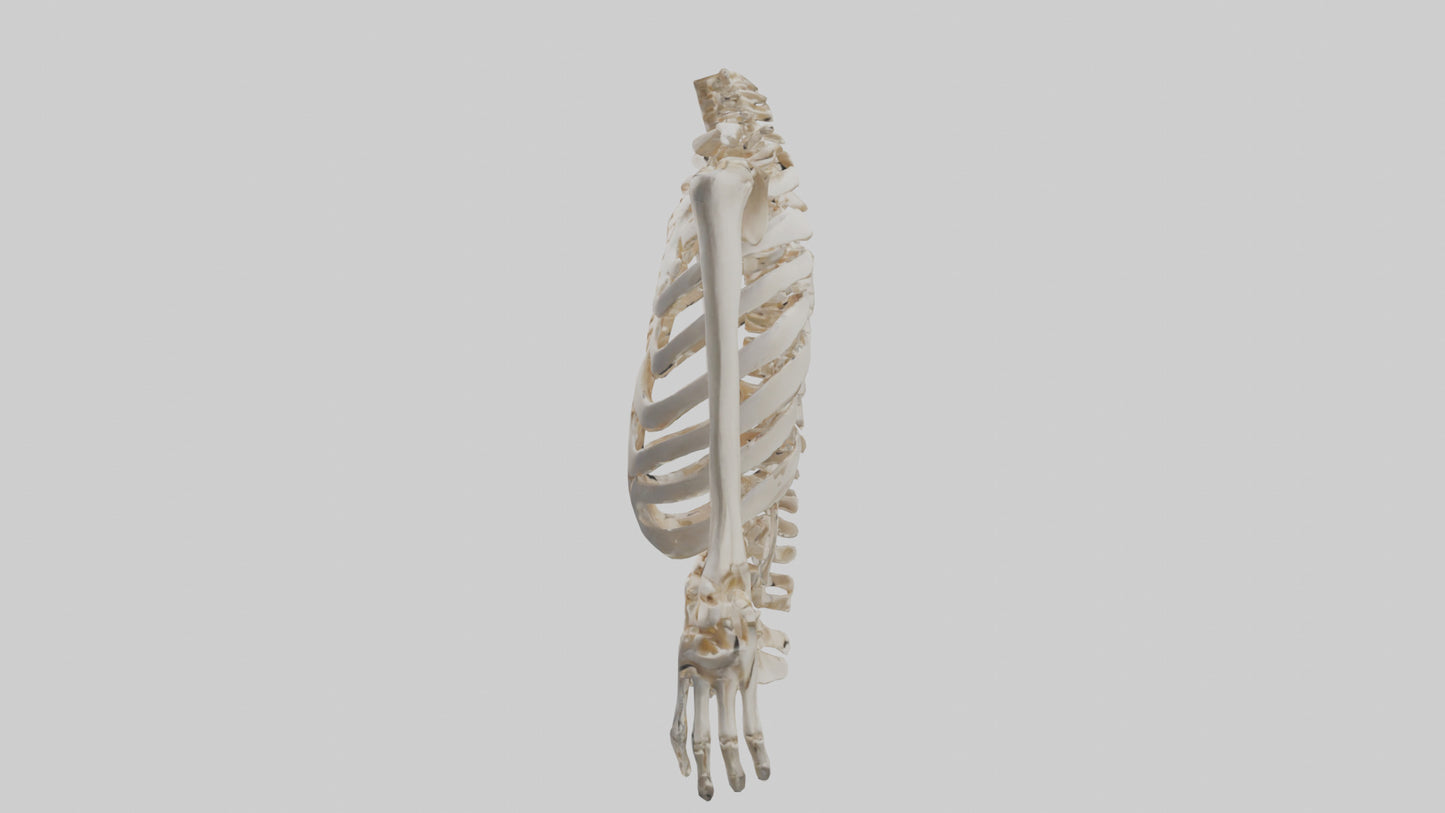 3D model Human Ribcage Skeleton model VR / AR / low-poly