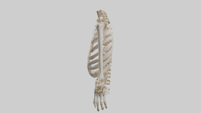 3D model Human Ribcage Skeleton model VR / AR / low-poly