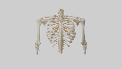 3D model Human Ribcage Skeleton model VR / AR / low-poly