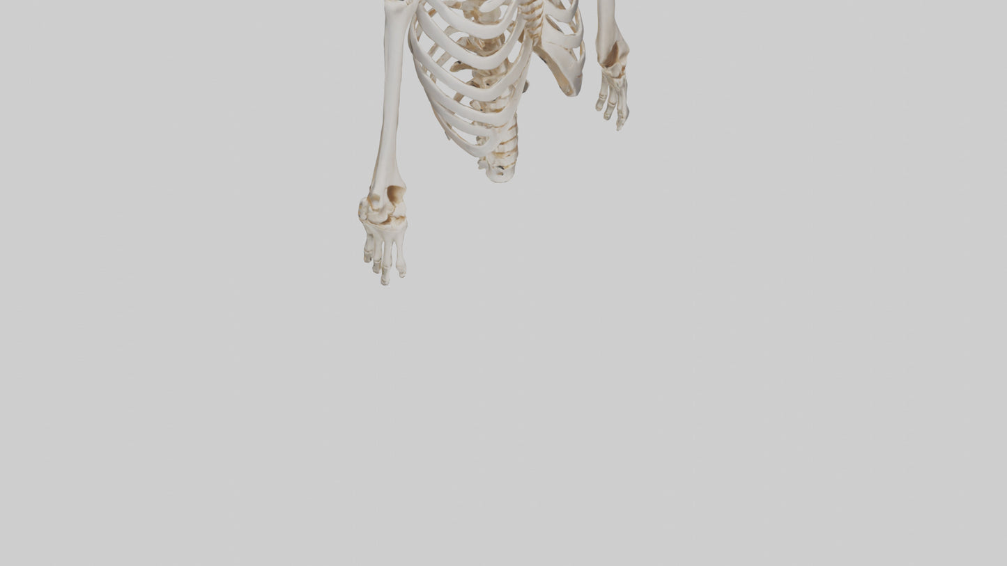3D model Human Ribcage Skeleton model VR / AR / low-poly