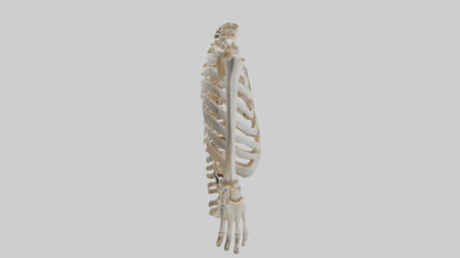 3D model Human Ribcage Skeleton model VR / AR / low-poly