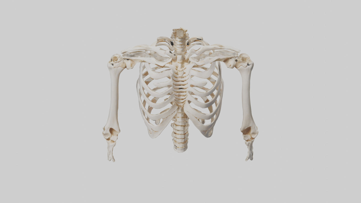 3D model Human Ribcage Skeleton model VR / AR / low-poly