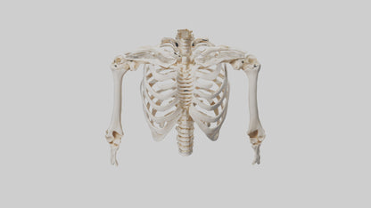 3D model Human Ribcage Skeleton model VR / AR / low-poly