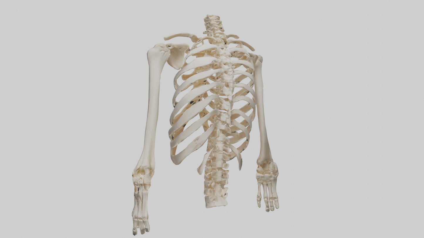 3D model Human Ribcage Skeleton model VR / AR / low-poly