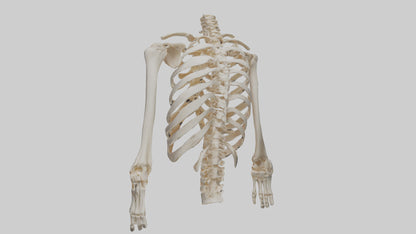 3D model Human Ribcage Skeleton model VR / AR / low-poly
