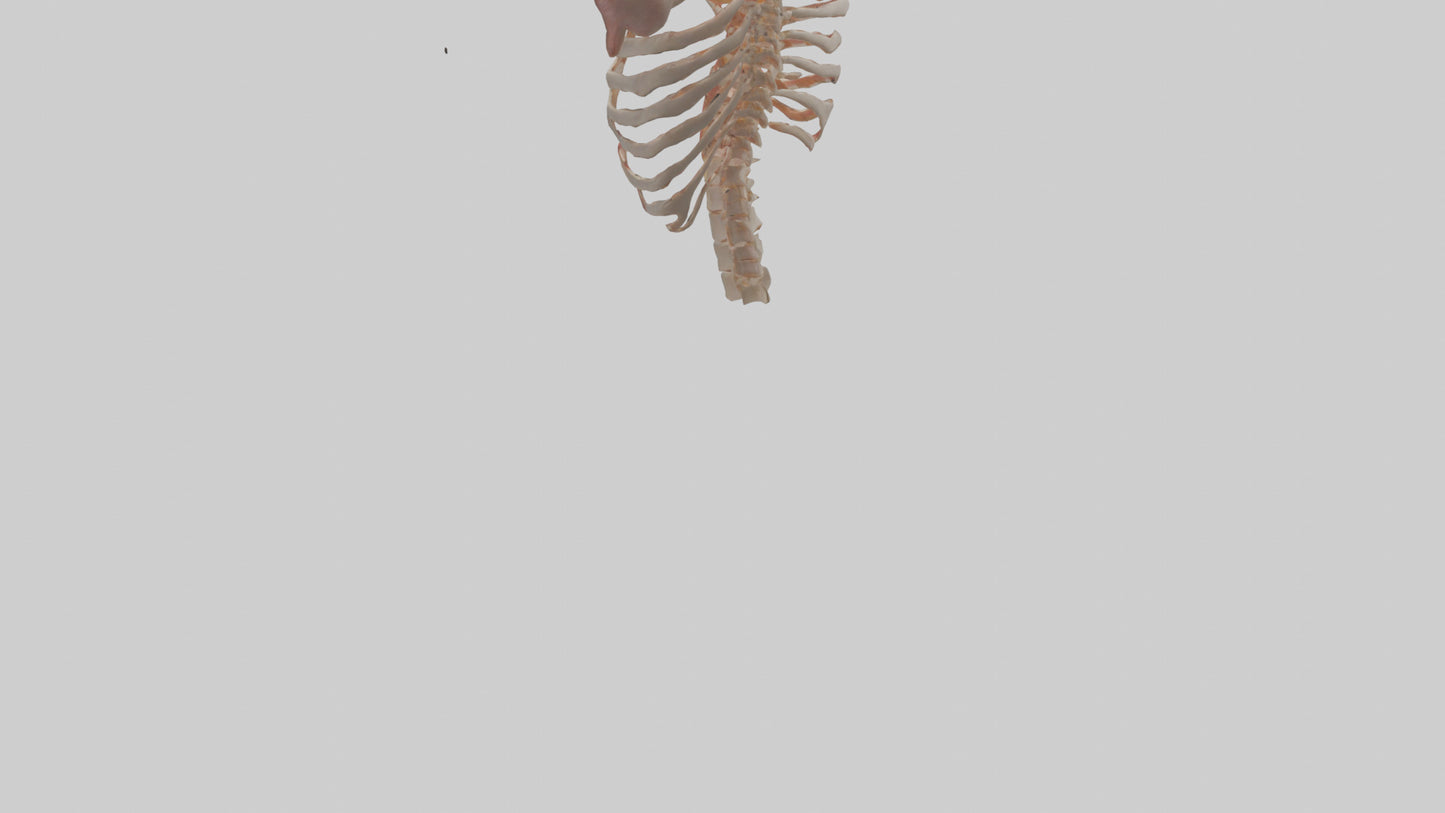 3D model Human Ribs Model VR / AR / low-poly