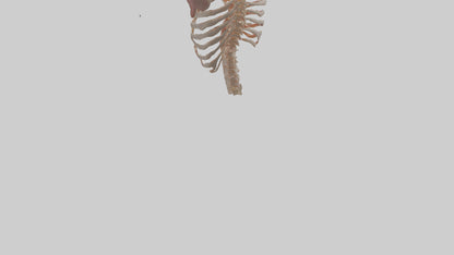 3D model Human Ribs Model VR / AR / low-poly