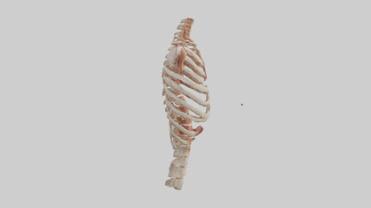 3D model Human Ribs Model VR / AR / low-poly