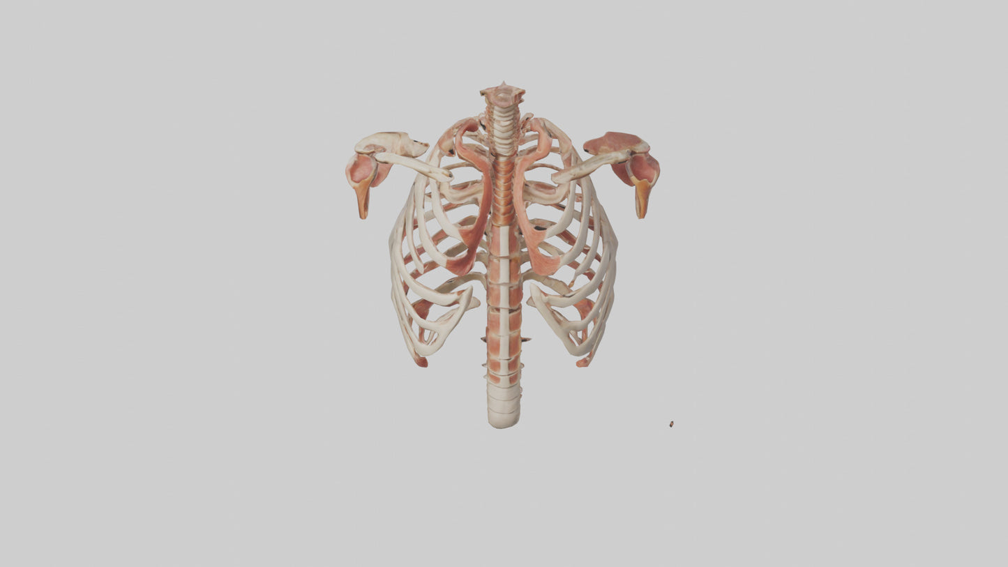 3D model Human Ribs Model VR / AR / low-poly