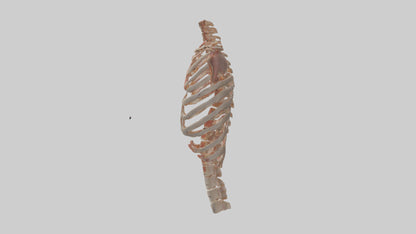 3D model Human Ribs Model VR / AR / low-poly